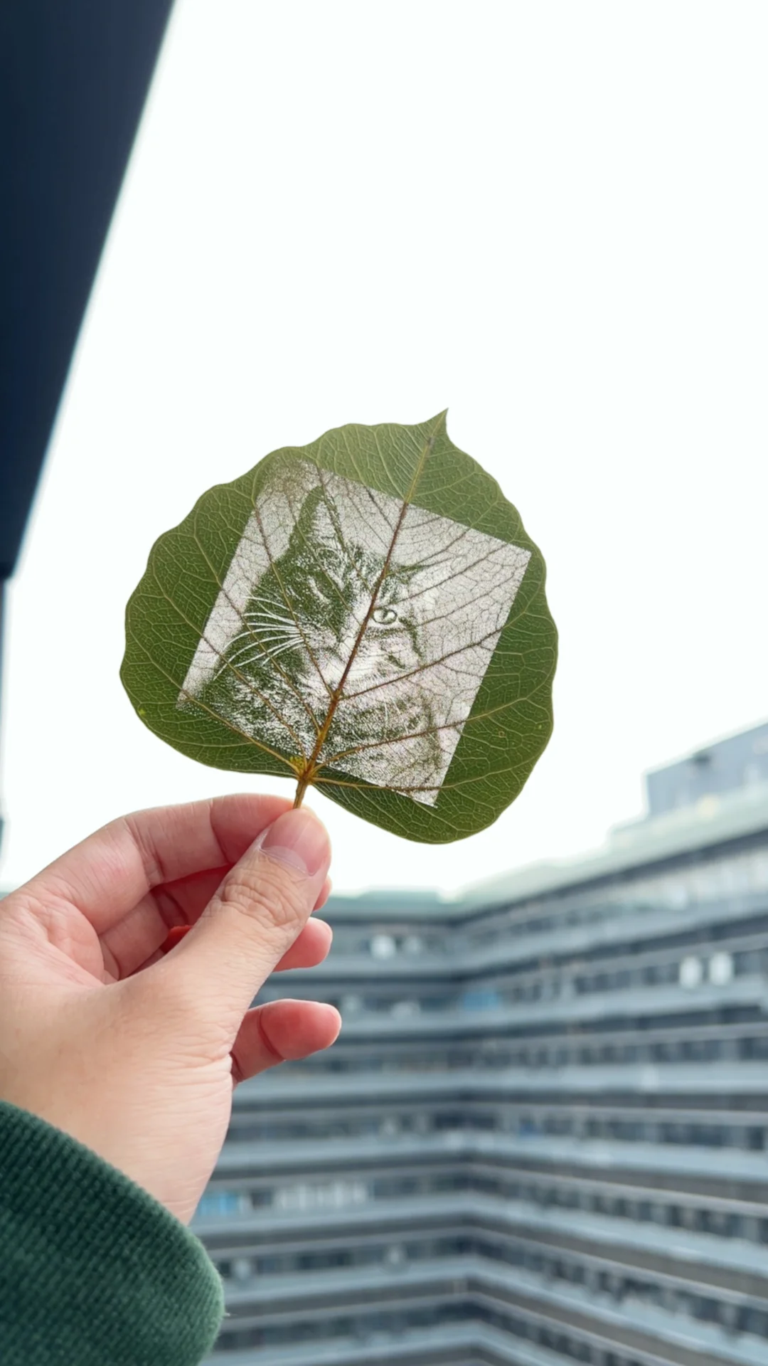 laser engraved leaves